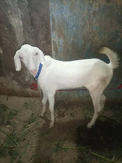 Ranjan puri male