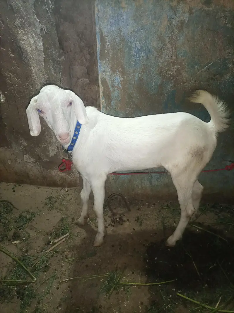 Ranjan puri male