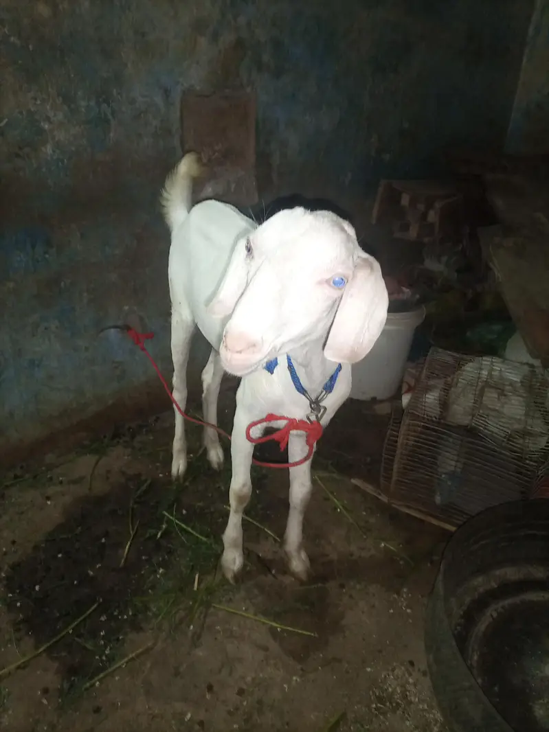 Ranjan puri male — photo 2