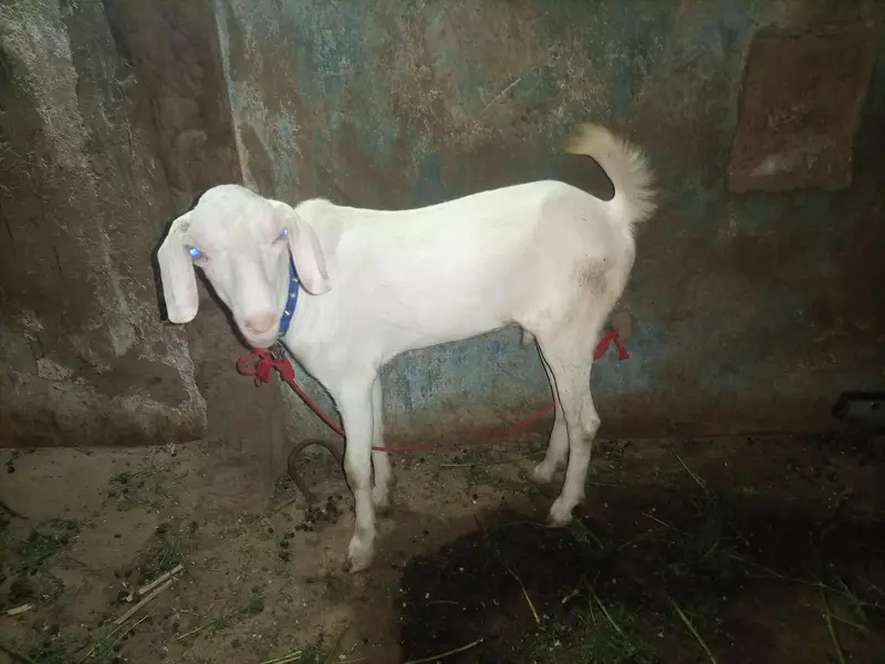 Ranjan puri male — photo 3