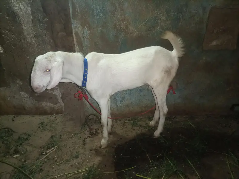 Ranjan puri male — photo 4