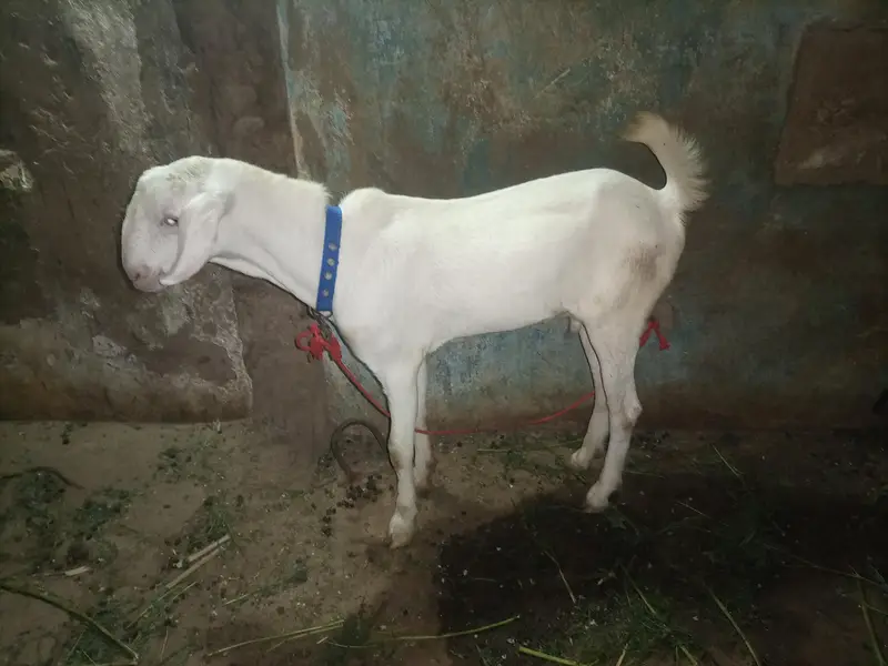 Ranjan puri male — photo 5