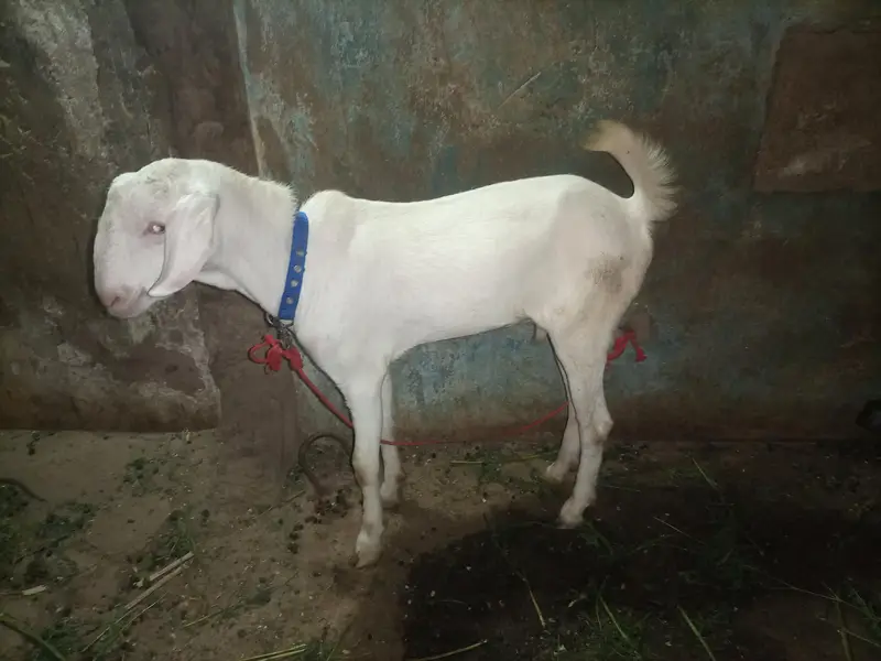 Ranjan puri male — photo 6