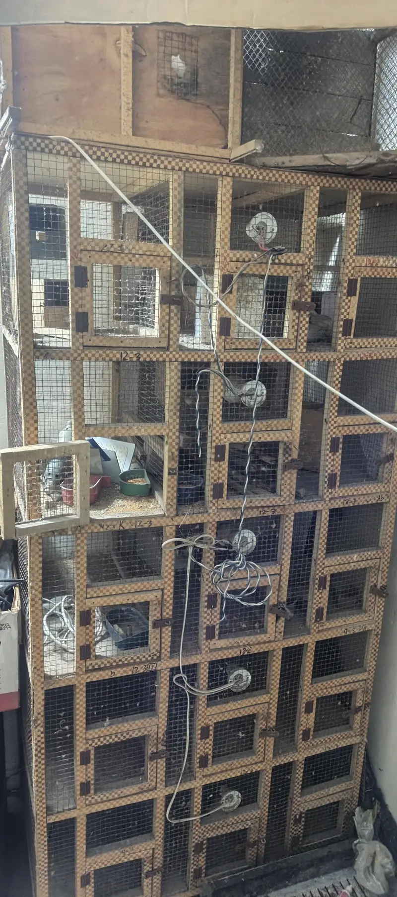 5 posttion cage Finch Goldman Java cage — photo 3