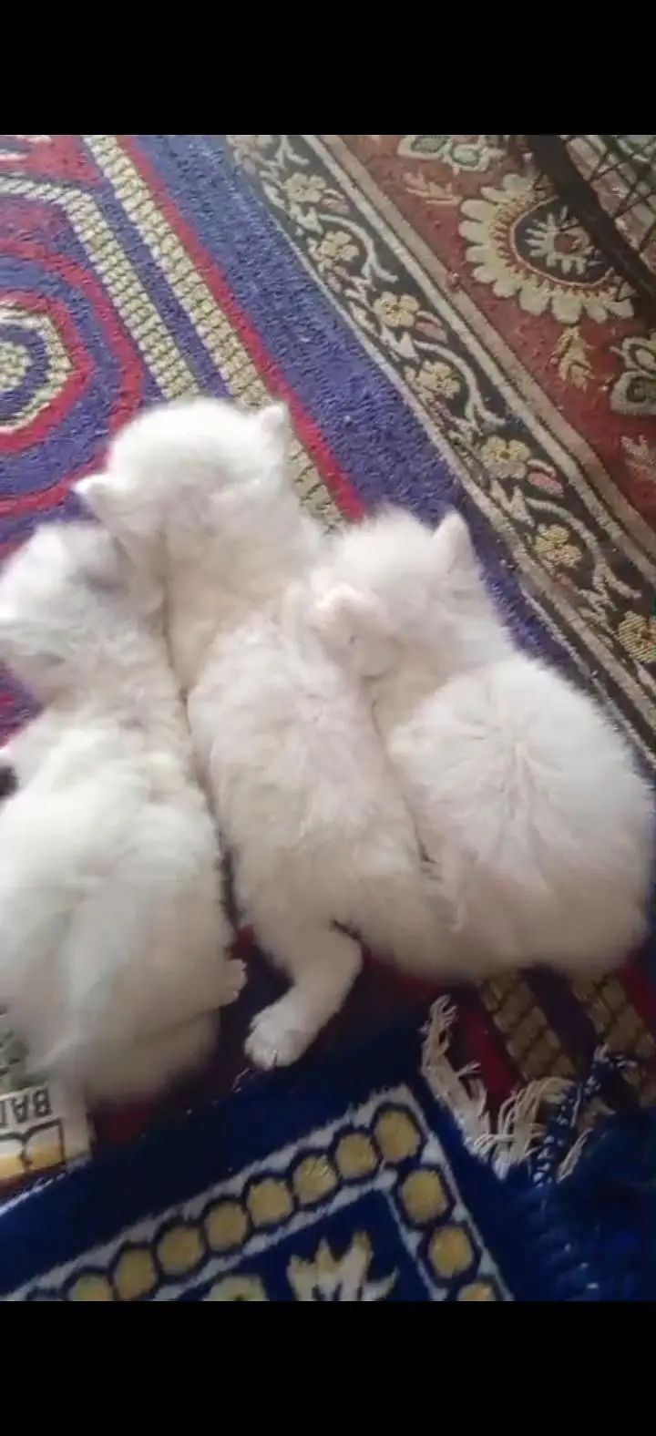 threeple coat white punch face mashallah — photo 2