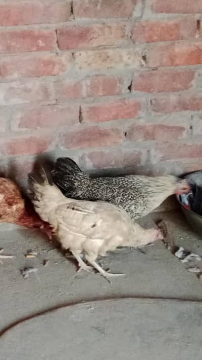 desi Anda wali murgi Sab ande de rahi hai jis bhai ne leni hai srf plz