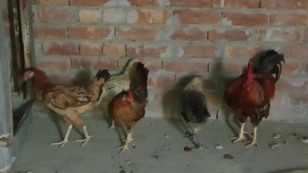 desi Anda wali murgi Sab ande de rahi hai jis bhai ne leni hai srf plz — photo 2