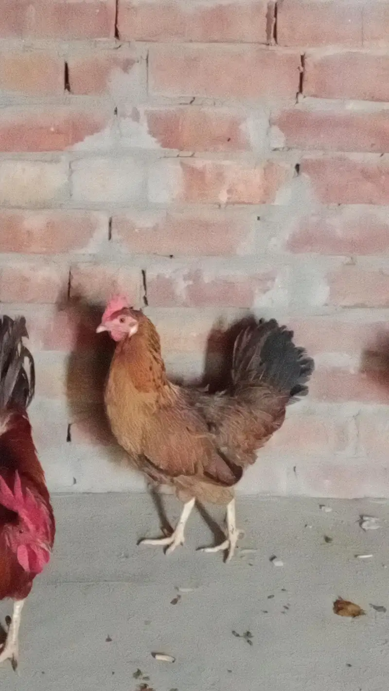 desi Anda wali murgi Sab ande de rahi hai jis bhai ne leni hai srf plz — photo 3
