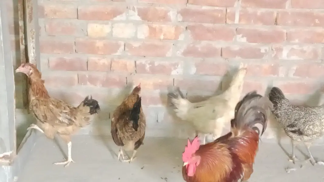 desi Anda wali murgi Sab ande de rahi hai jis bhai ne leni hai srf plz — photo 4