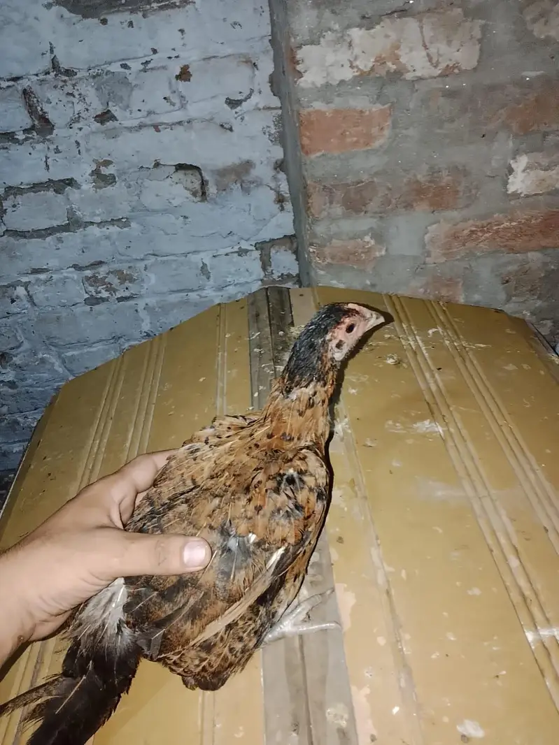 desi Anda wali murgi Sab ande de rahi hai jis bhai ne leni hai srf plz — photo 5