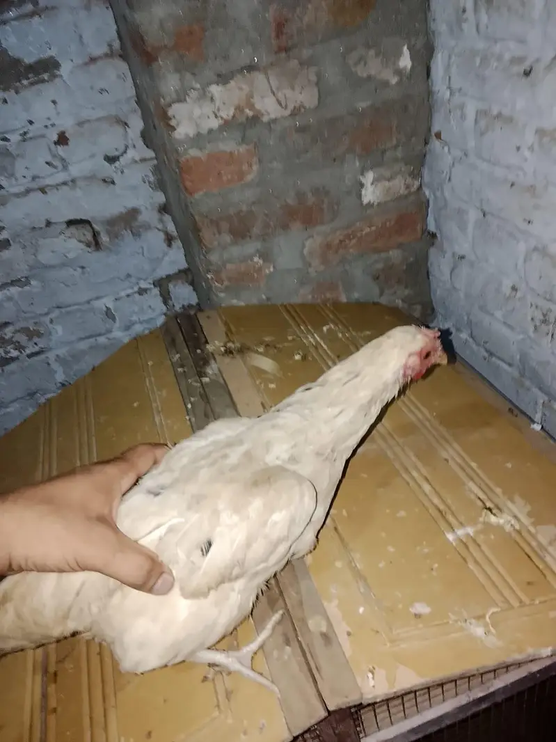 desi Anda wali murgi Sab ande de rahi hai jis bhai ne leni hai srf plz — photo 6