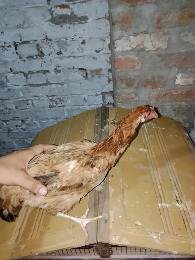 desi Anda wali murgi Sab ande de rahi hai jis bhai ne leni hai srf plz — photo 7