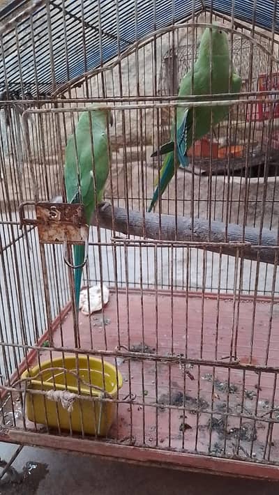 tow male ringneck talking parrot with cage