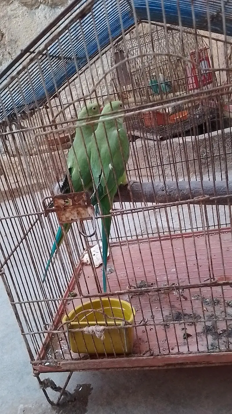 tow male ringneck talking parrot with cage — photo 2