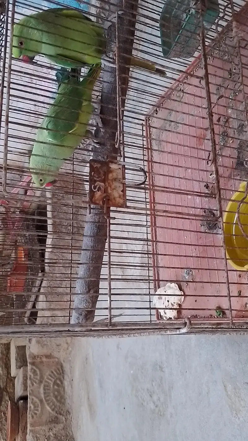 tow male ringneck talking parrot with cage — photo 3