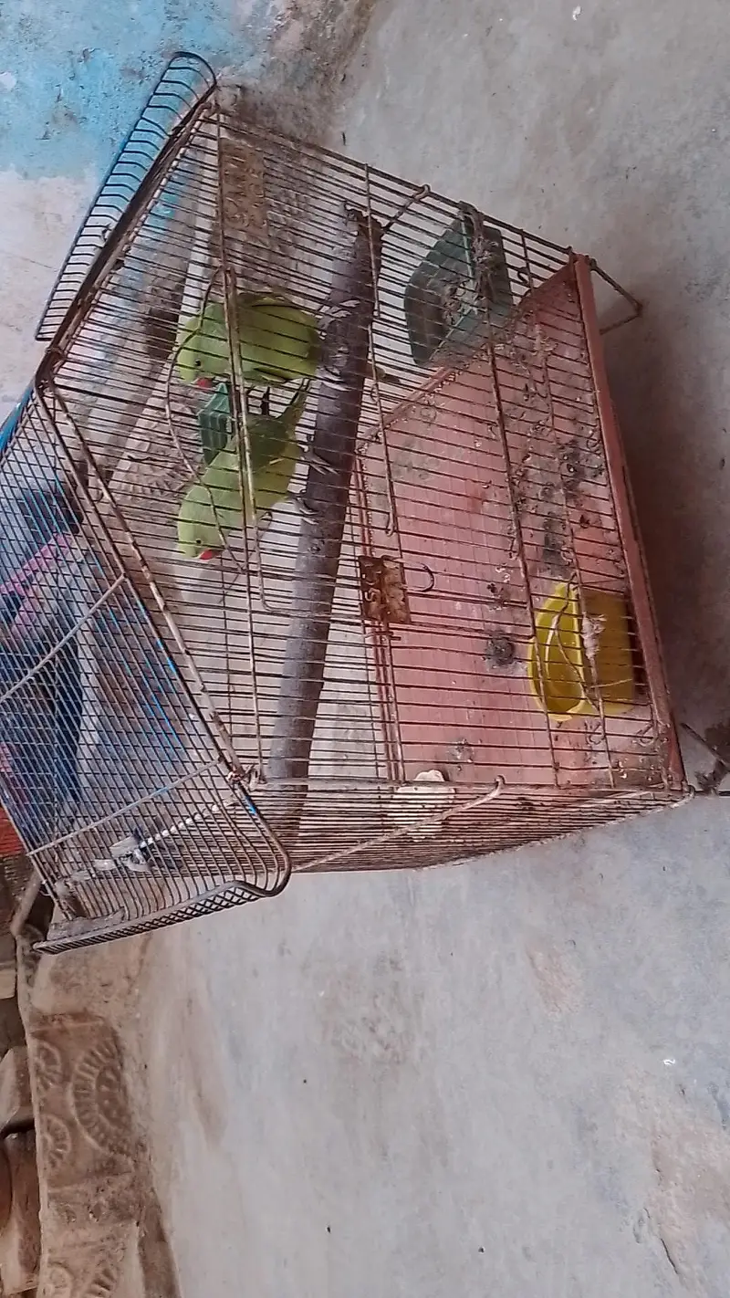 tow male ringneck talking parrot with cage — photo 4