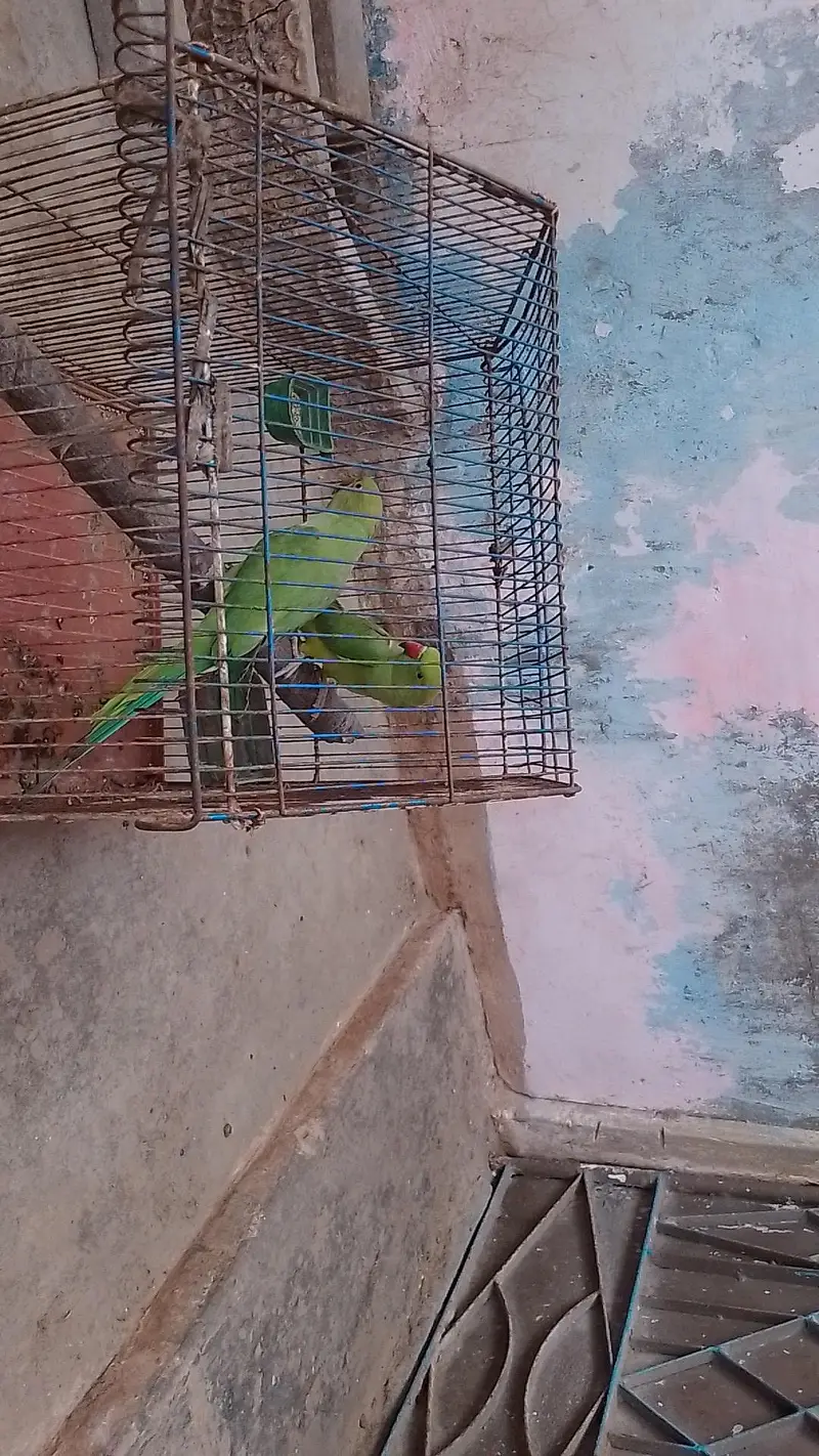 tow male ringneck talking parrot with cage — photo 5