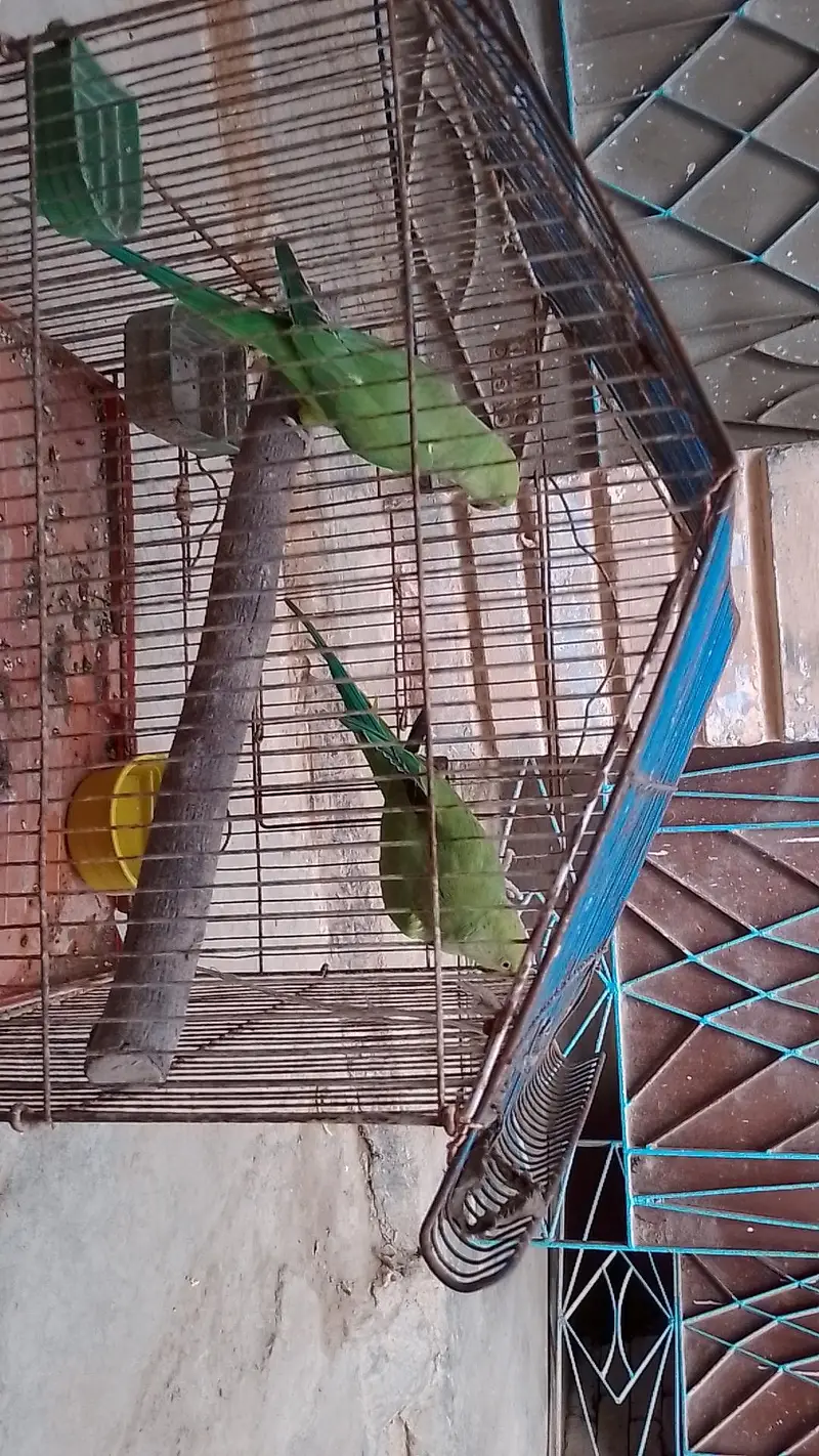 tow male ringneck talking parrot with cage — photo 6