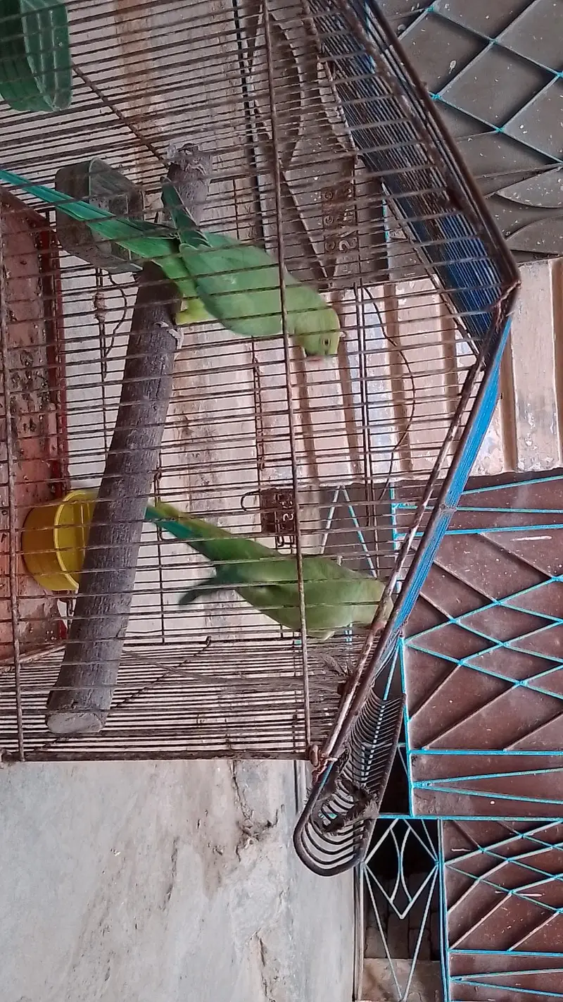 tow male ringneck talking parrot with cage — photo 7