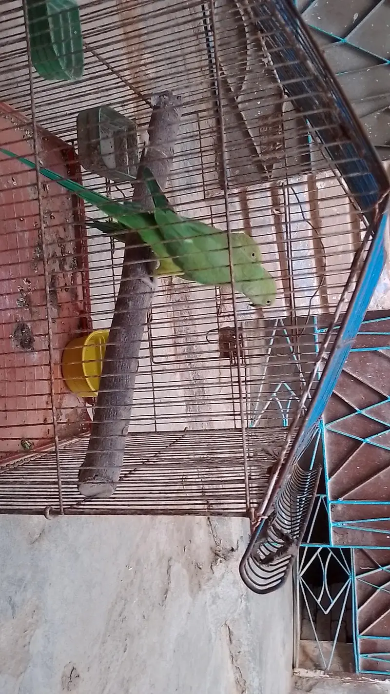 tow male ringneck talking parrot with cage — photo 8