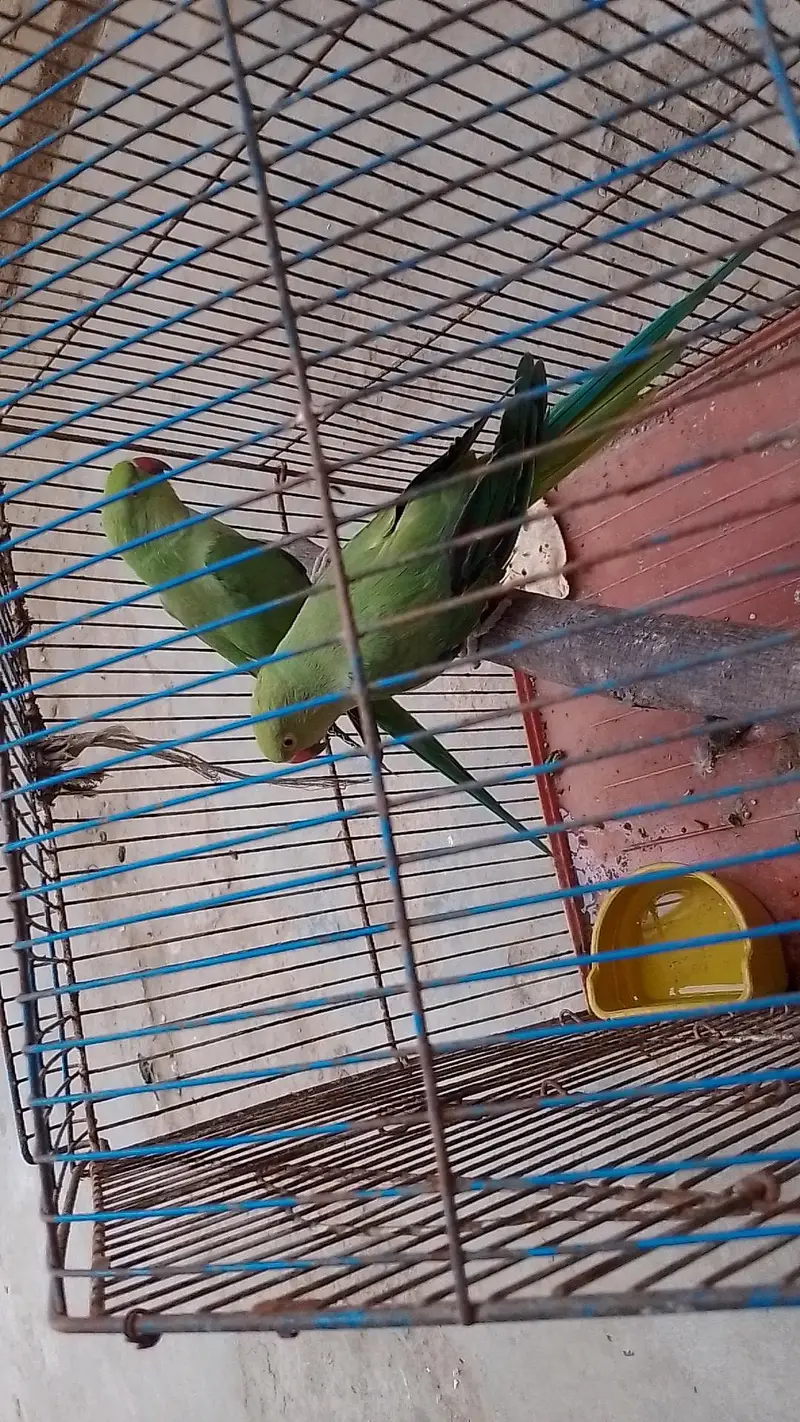 tow male ringneck talking parrot with cage — photo 9