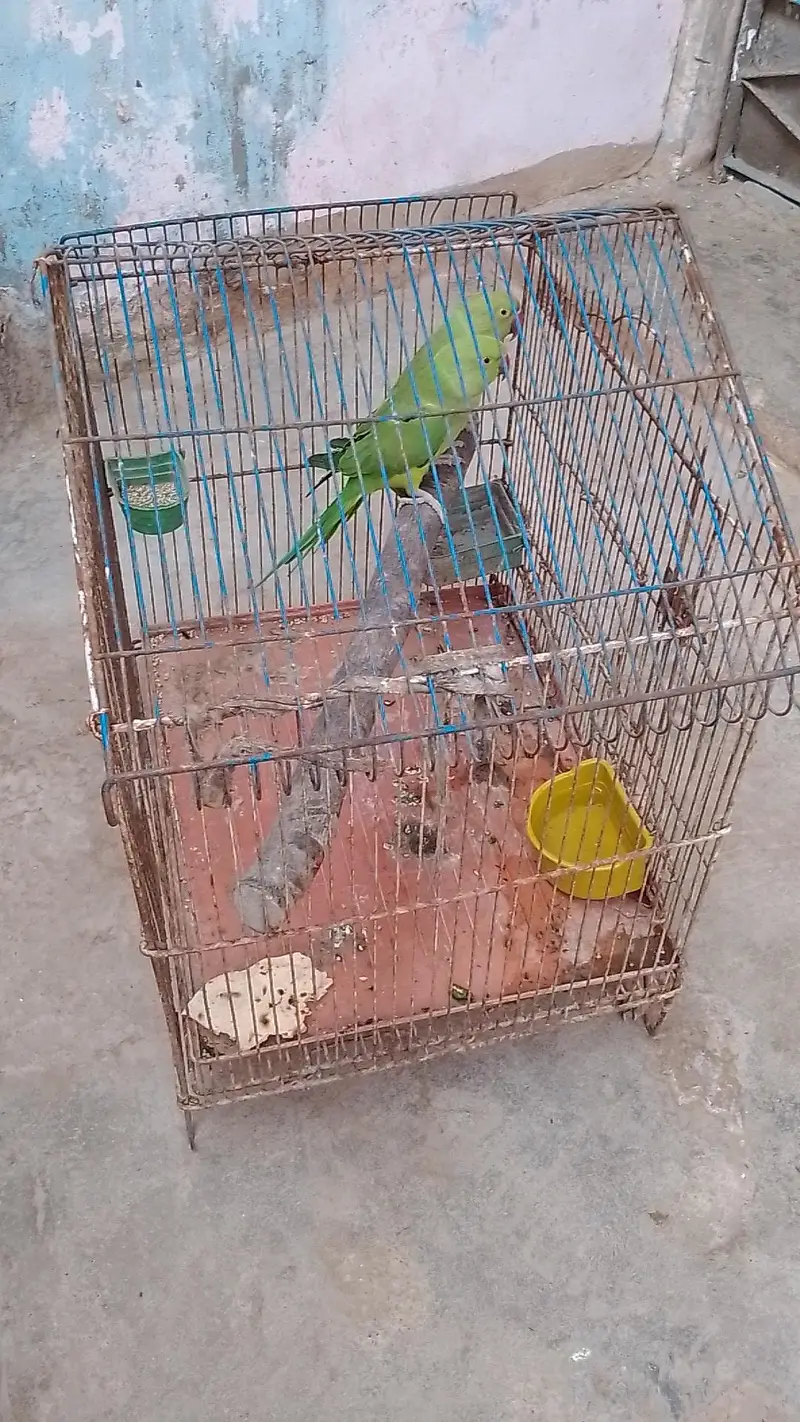 tow male ringneck talking parrot with cage — photo 10