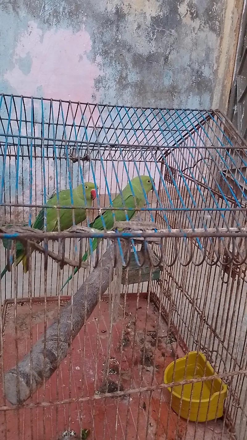 tow male ringneck talking parrot with cage — photo 11