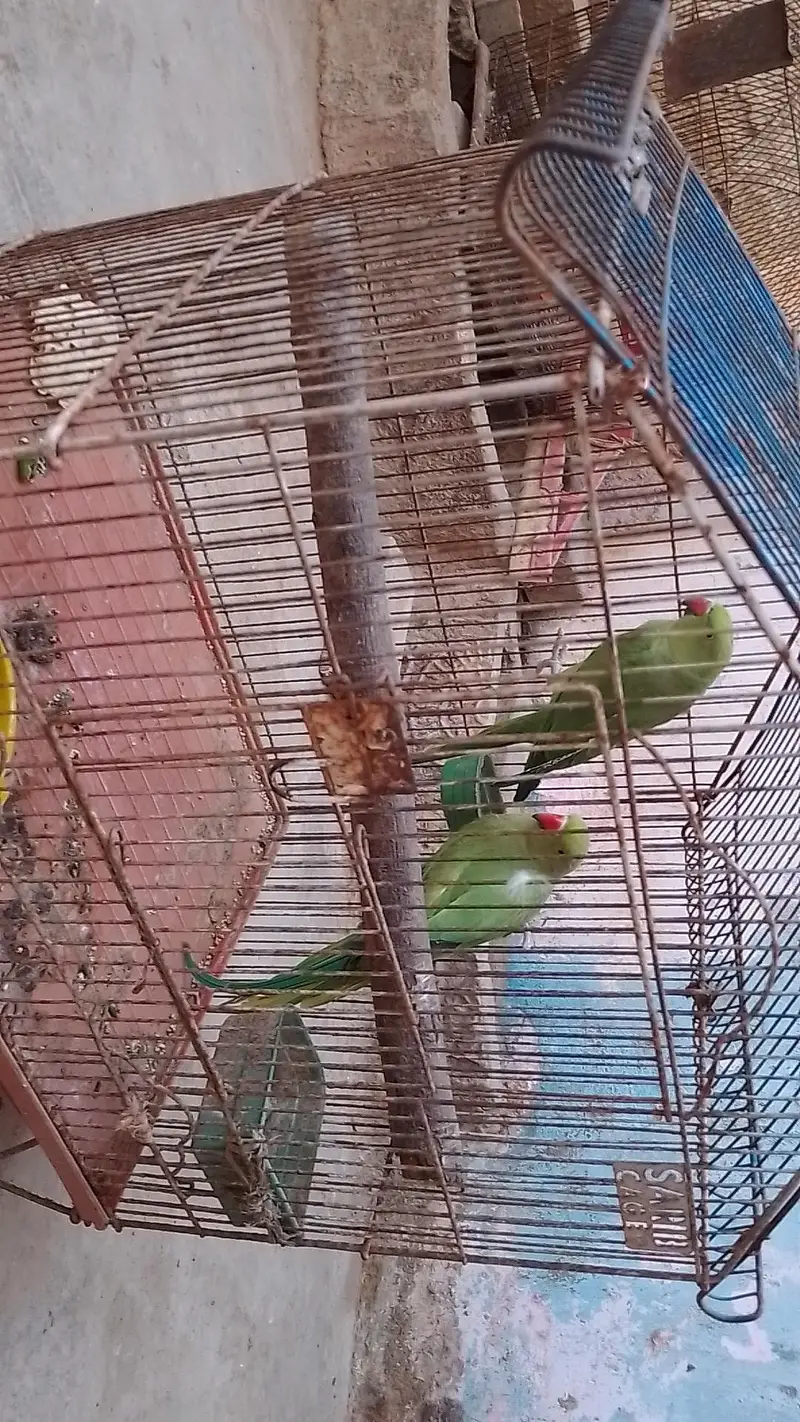 tow male ringneck talking parrot with cage — photo 12