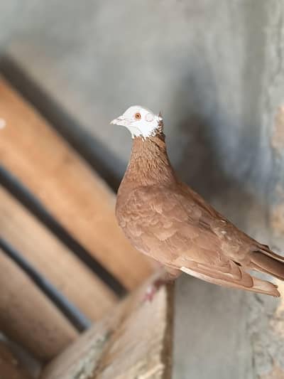 pishori madi for sale