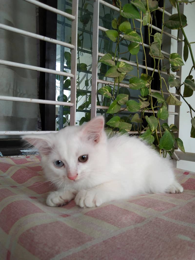 Persian Cat 0