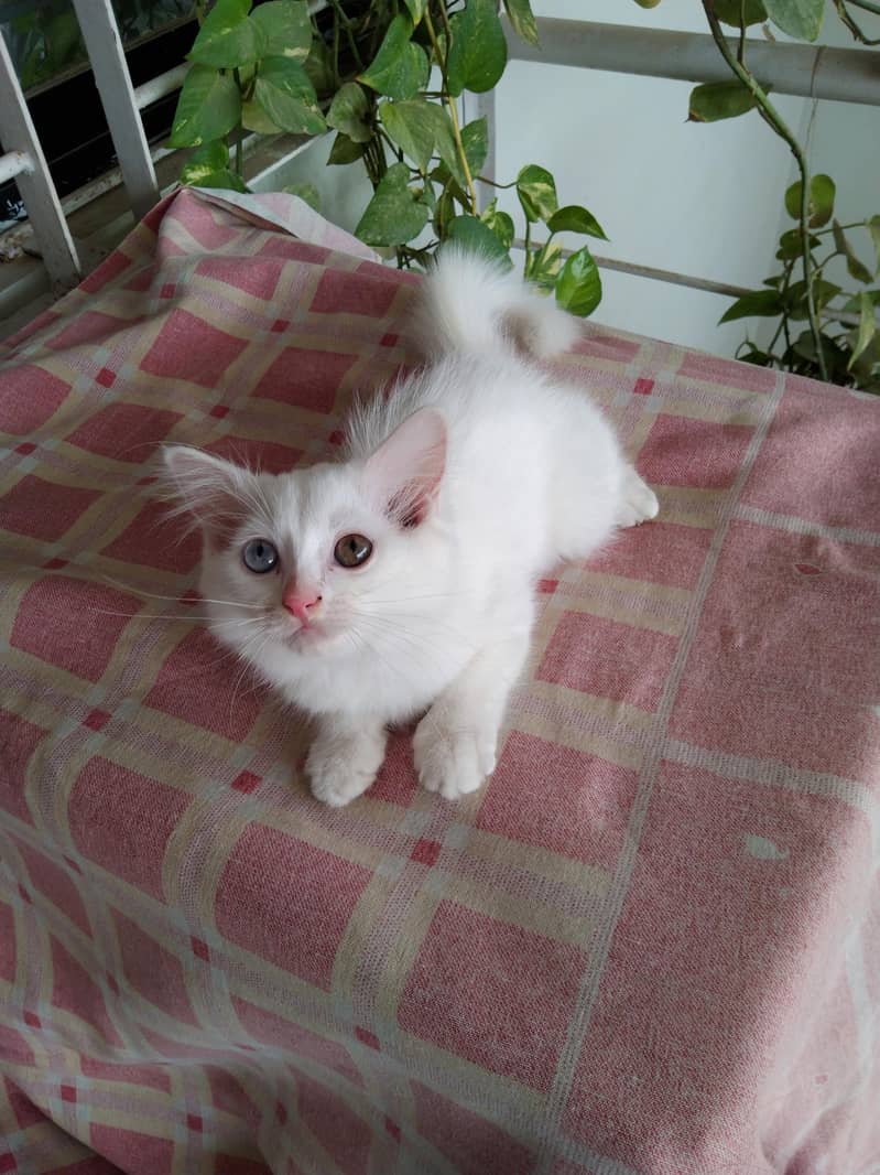 Persian Cat 1