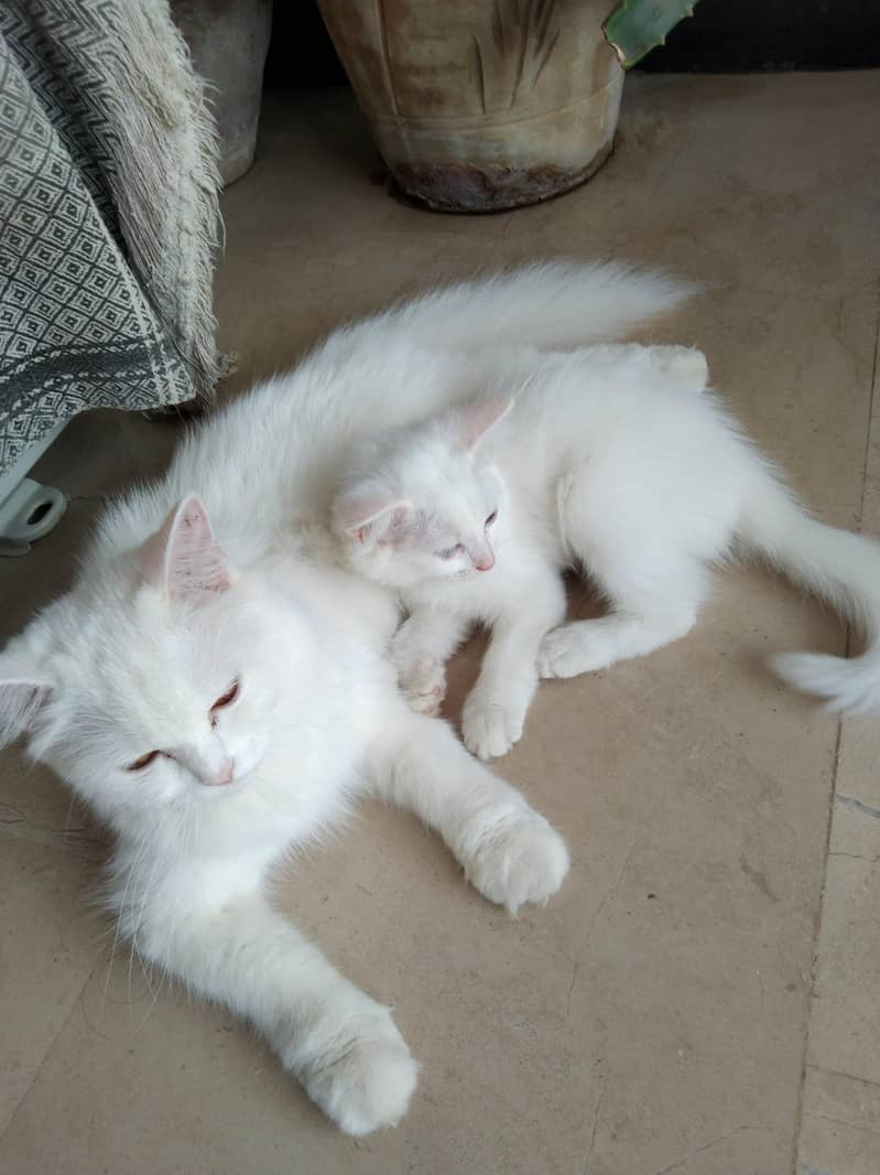 Persian Cat 2