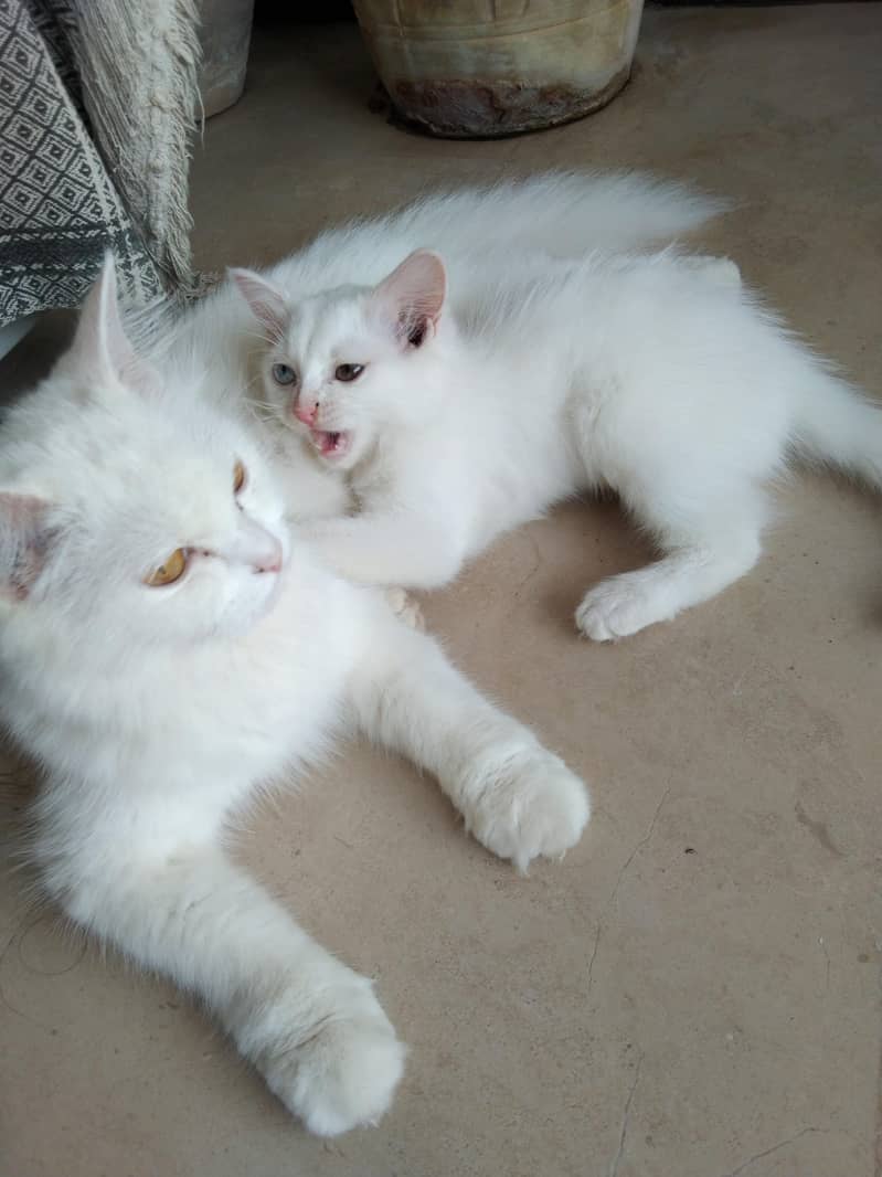 Persian Cat 3