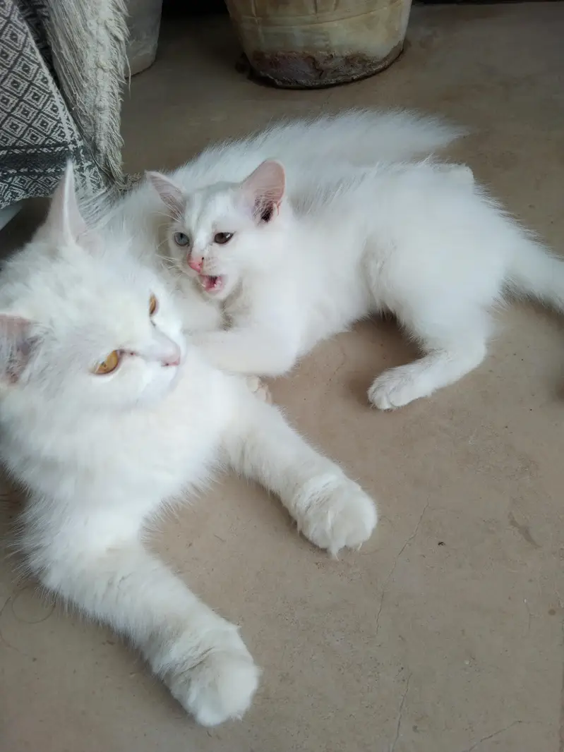 Persian Cat — photo 4