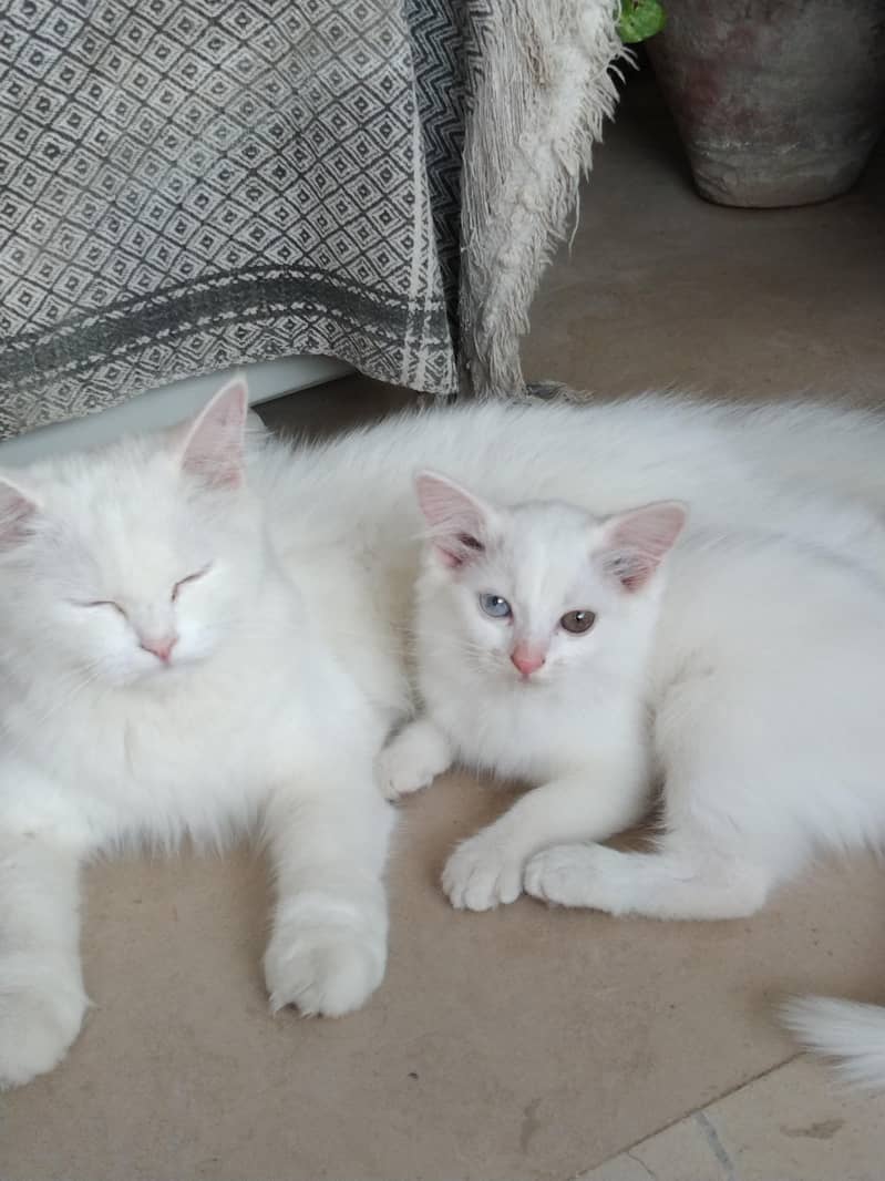Persian Cat 4