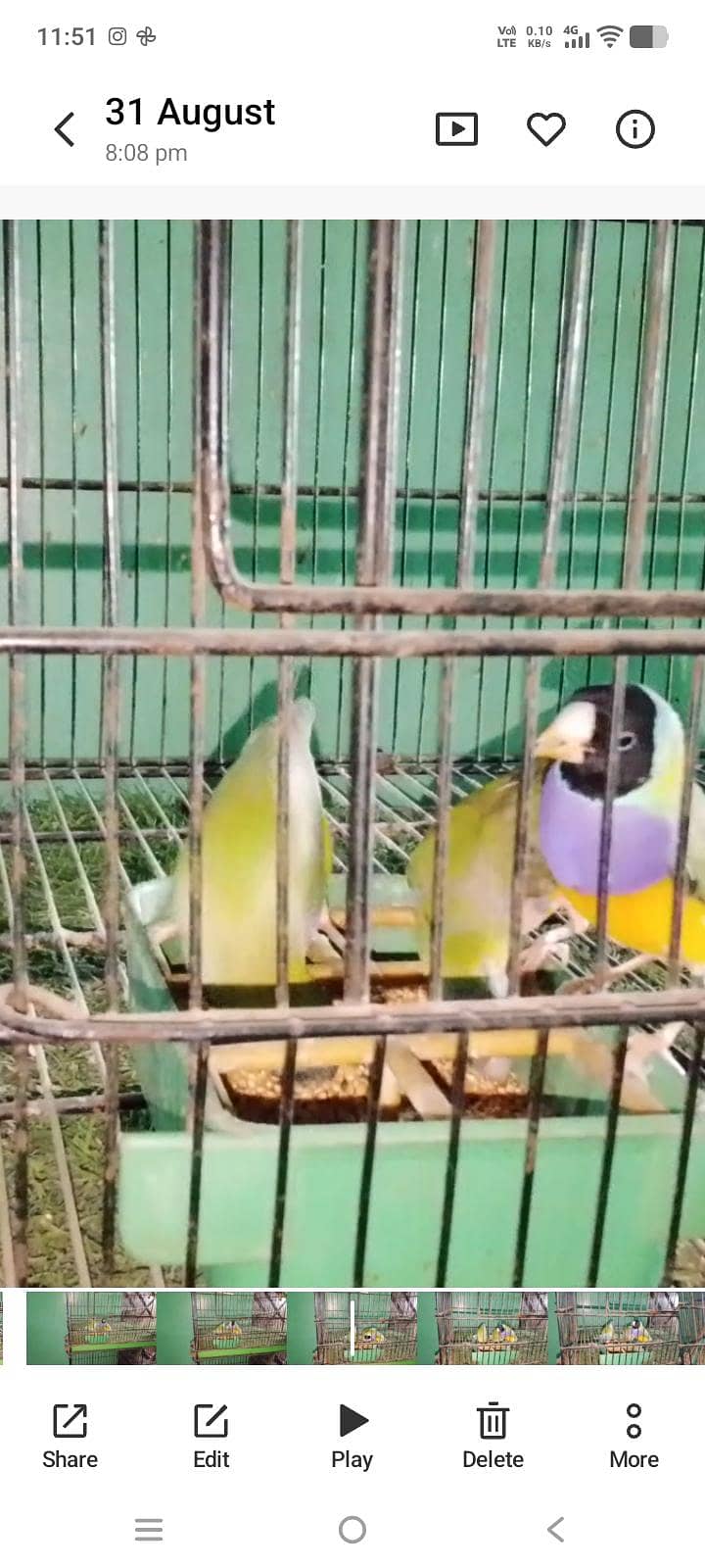 goldiyea split blu hai 1