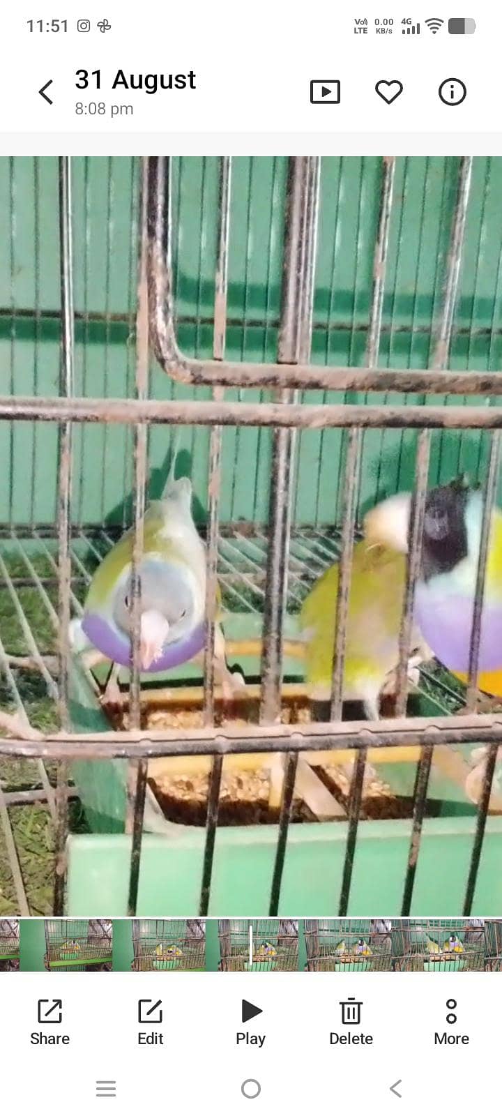 goldiyea split blu hai 2
