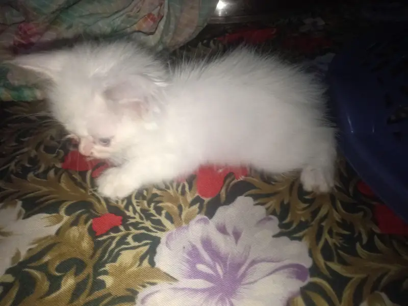persian pair — photo 5