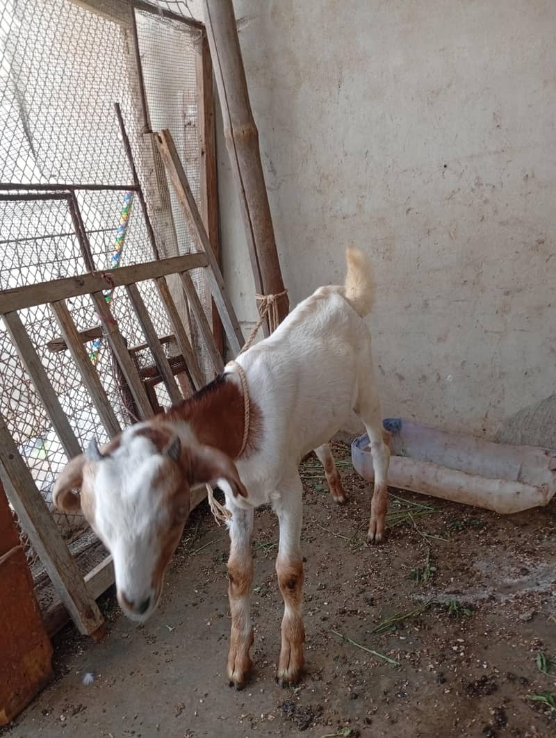 kheera bakra 2