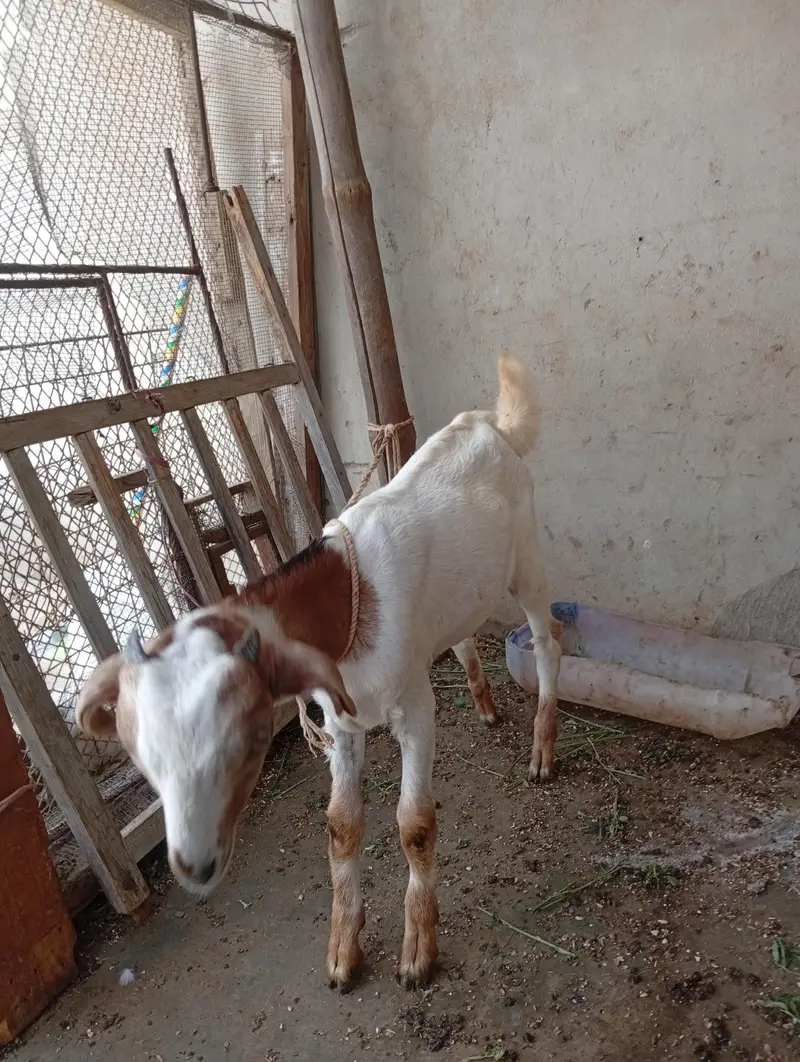 kheera bakra — photo 3