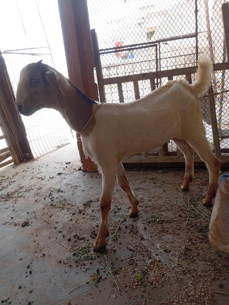 kheera bakra 3