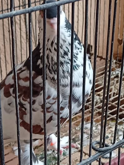 sheerazi breeder pair
