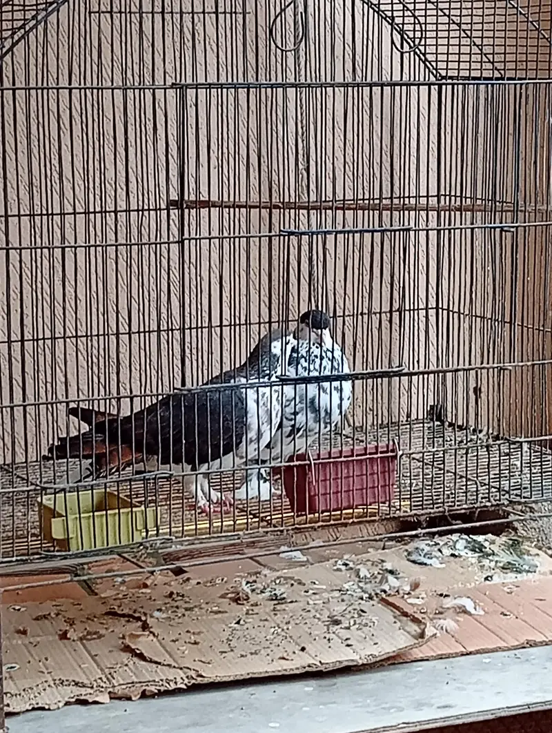 sheerazi breeder pair — photo 2