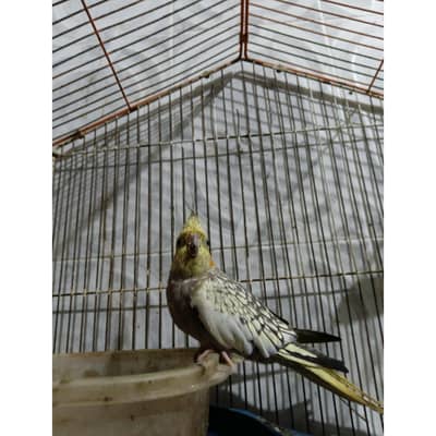 cockatiel