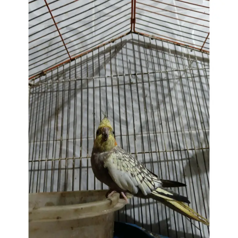 cockatiel — photo 3