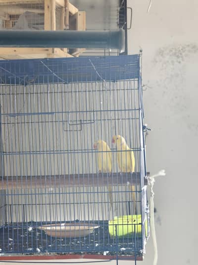 Parrot for Sale