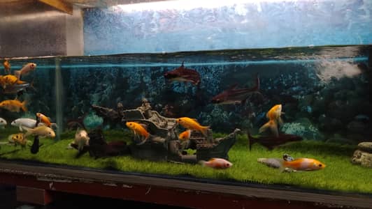 Healthy Goldfish, Shark, Koi, Pleco For Sale in Karachi