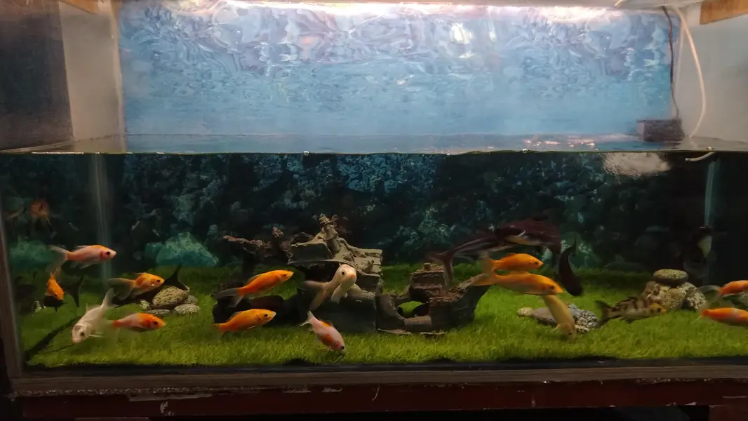 Healthy Goldfish, Shark, Koi, Pleco For Sale in Karachi — photo 2