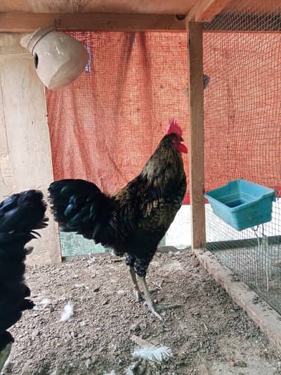 Black lohman male