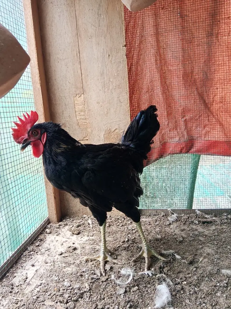 Black lohman male — photo 2